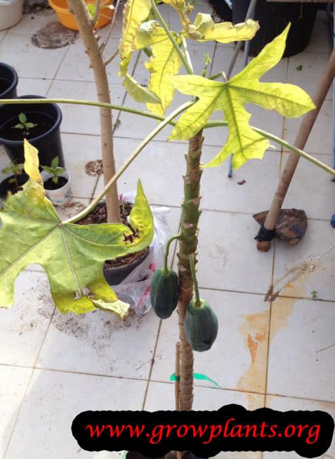 Babaco tree