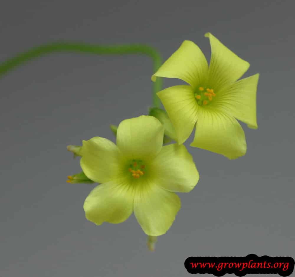 Oxalis pes caprae