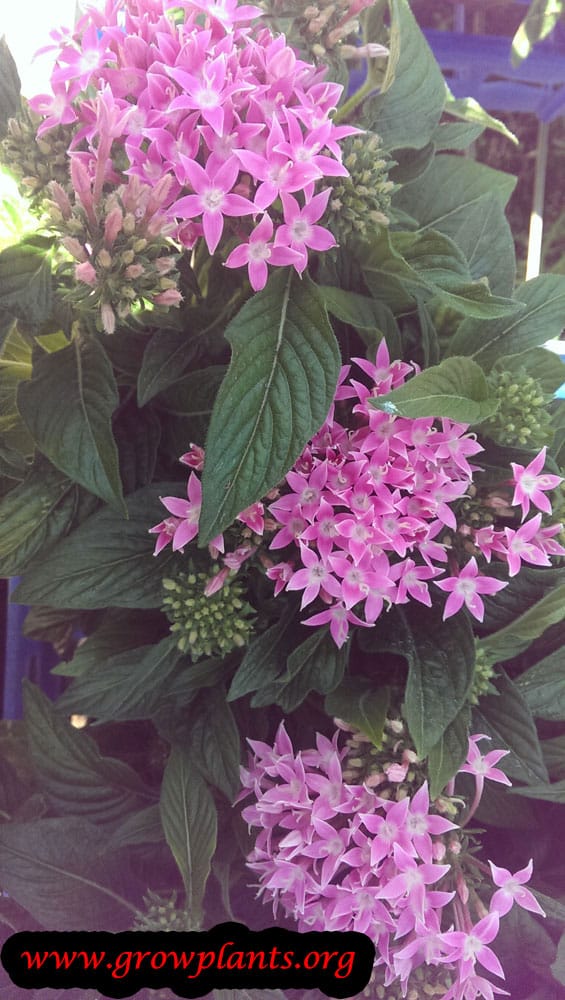 Pentas lanceolata