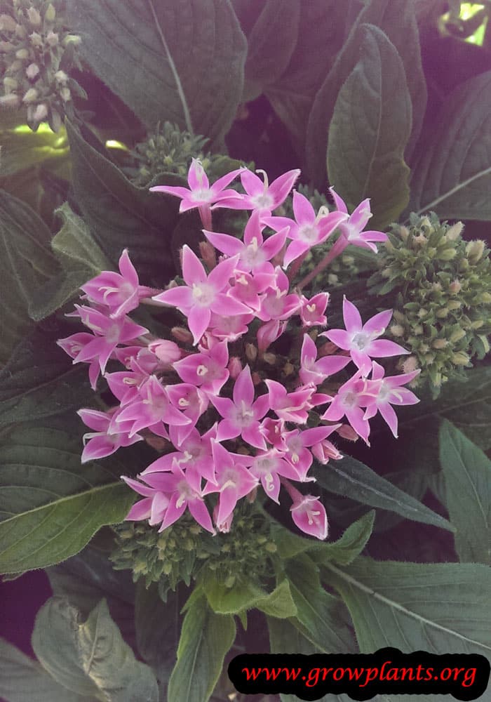 Pentas lanceolata plant care