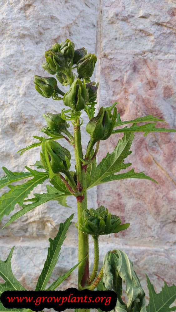 Abelmoschus manihot buds