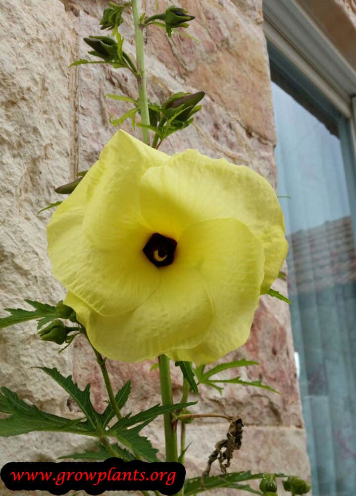 Abelmoschus manihot flower
