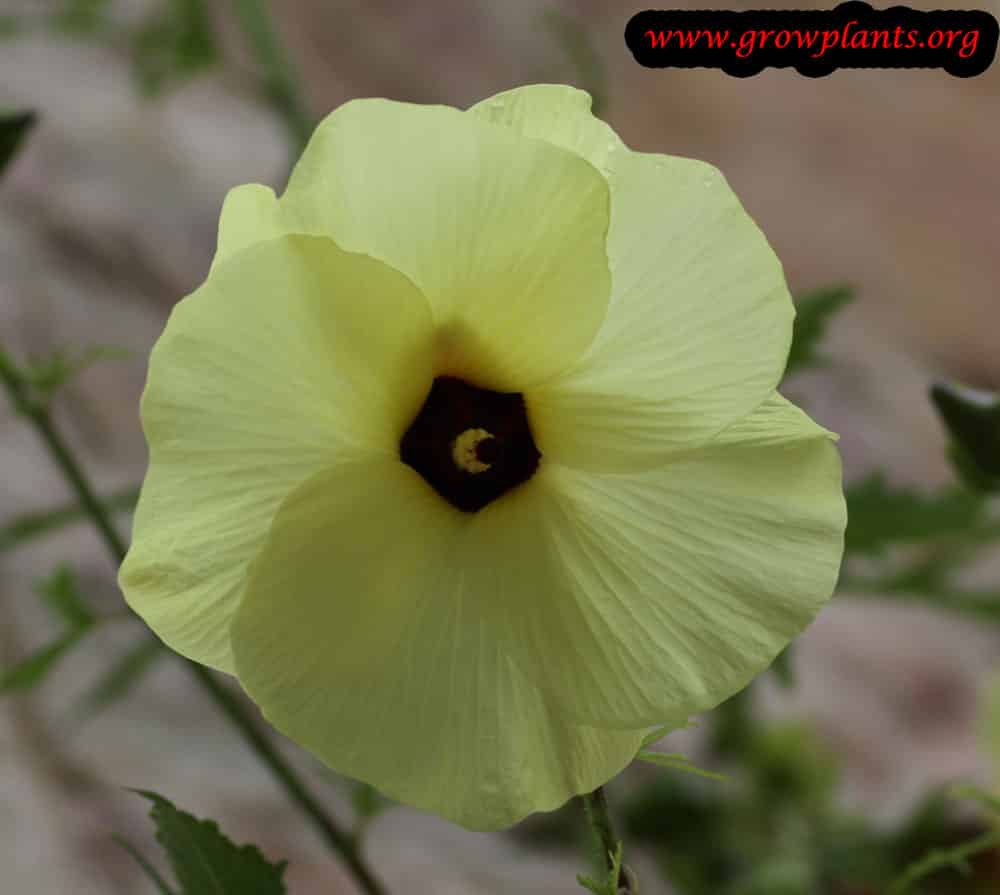 Abelmoschus manihot care
