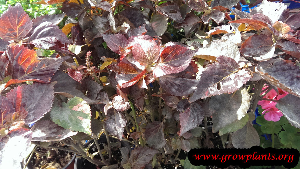 Acalypha wilkesiana care