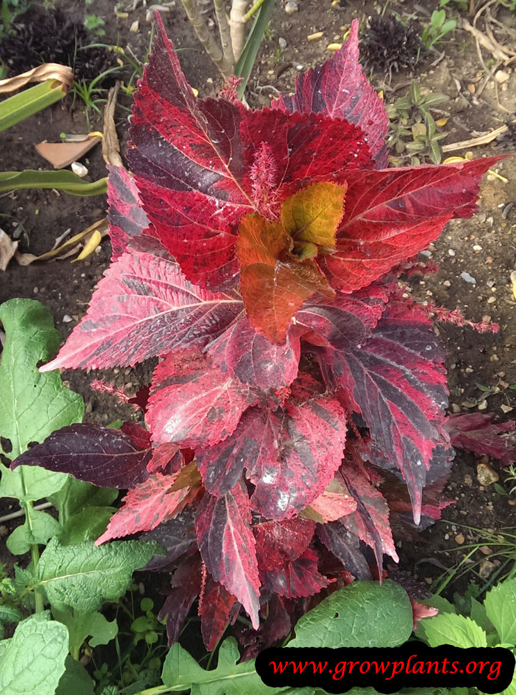 Acalypha wilkesiana