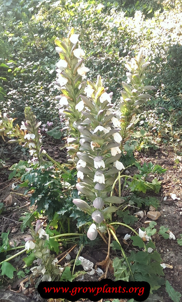 Acanthus mollis - How to grow & care