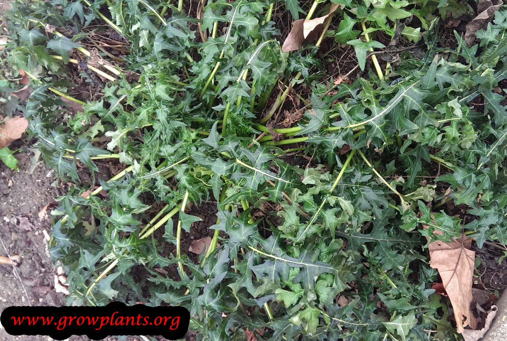 Acanthus spinosus care