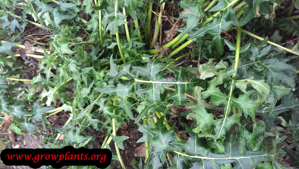 Acanthus spinosus plant