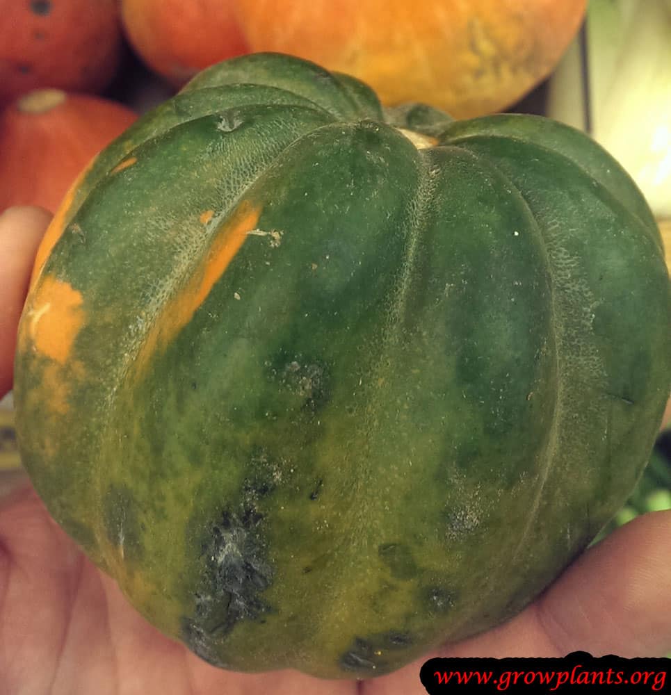 Acorn squash