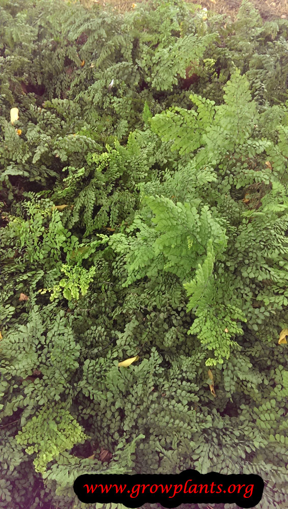 Adiantum venustum