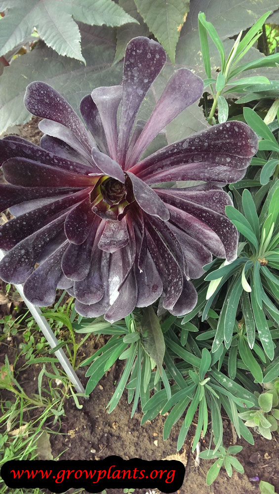 Aeonium arboreum plant
