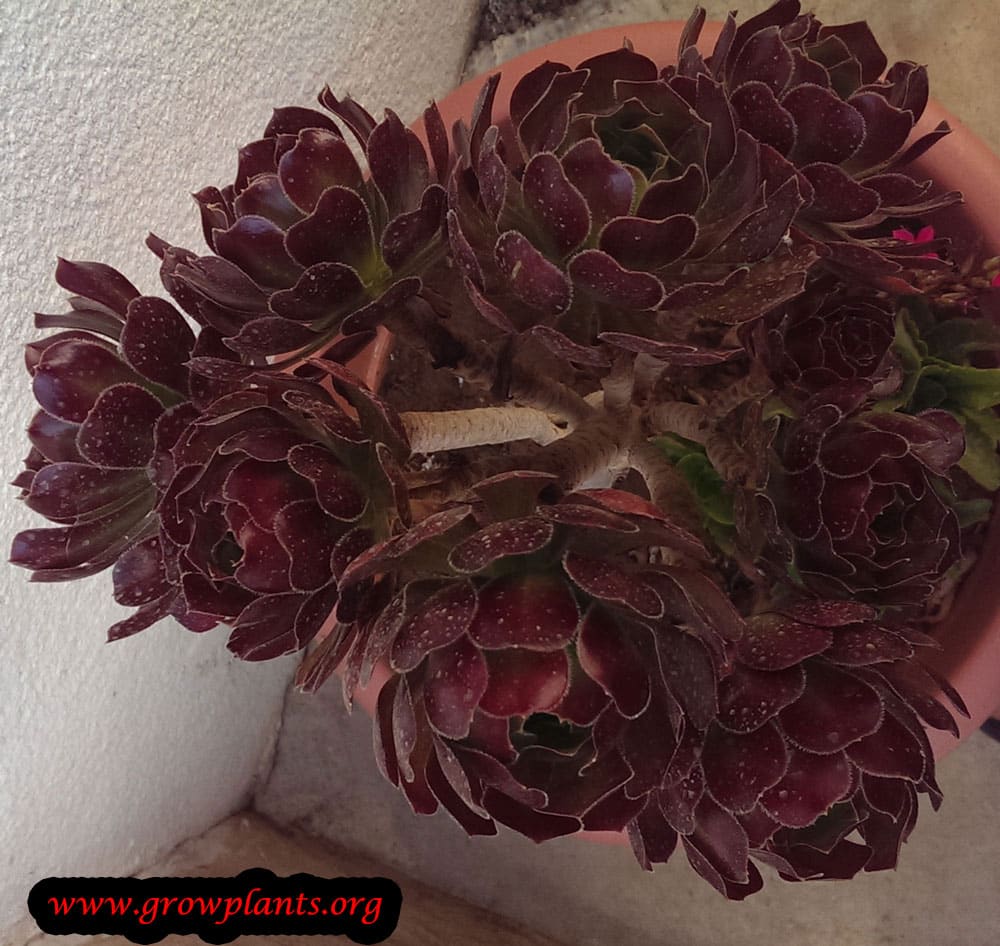 Aeonium arboreum