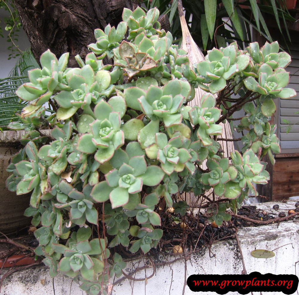 Aeonium castello paivae care