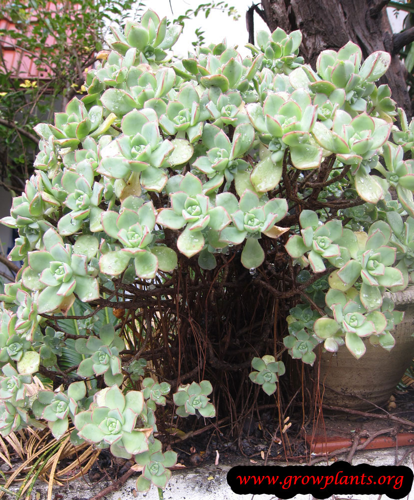 Aeonium castello paivae