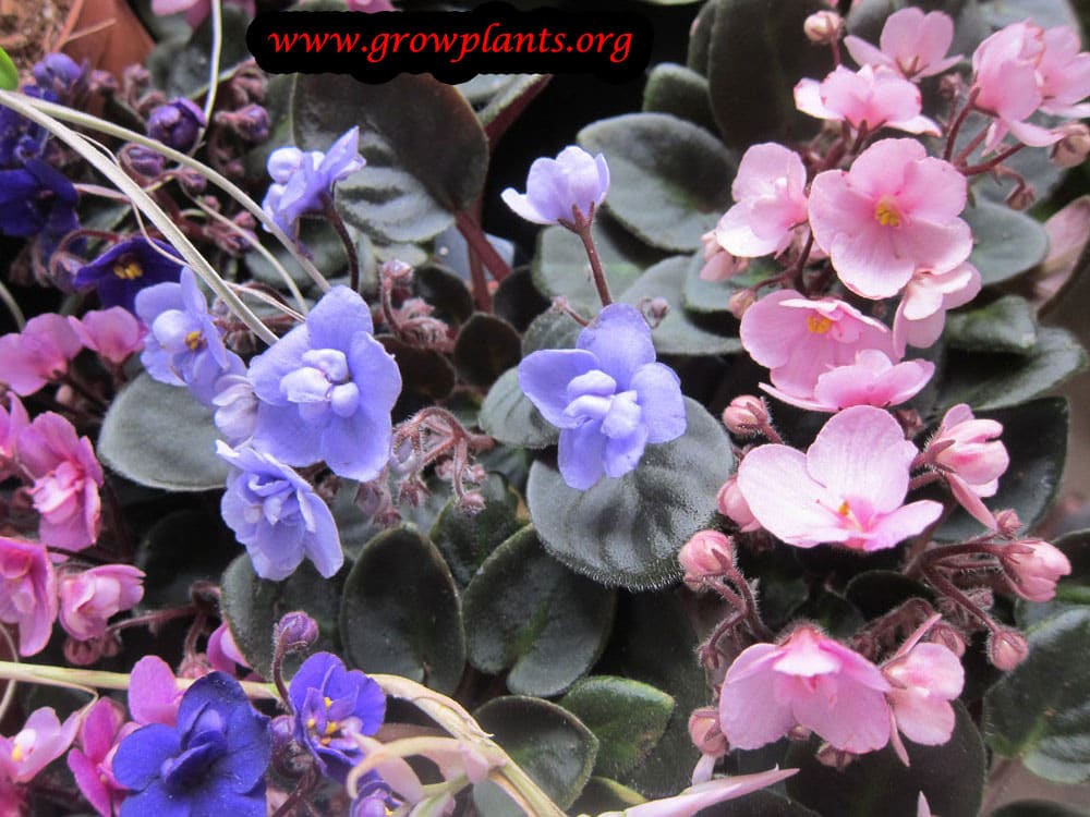 African violet plant