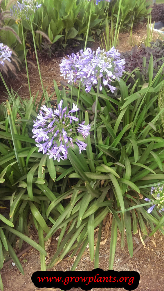 Agapanthus