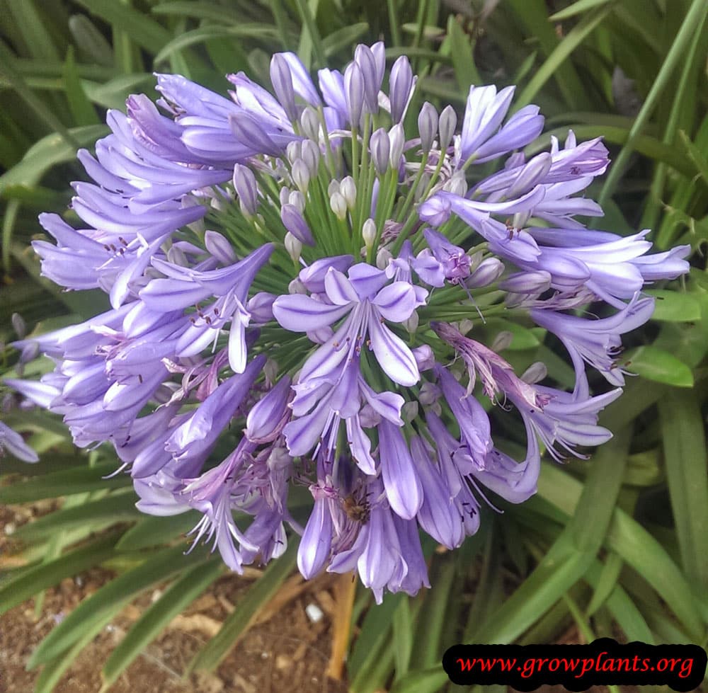 Agapanthus flower