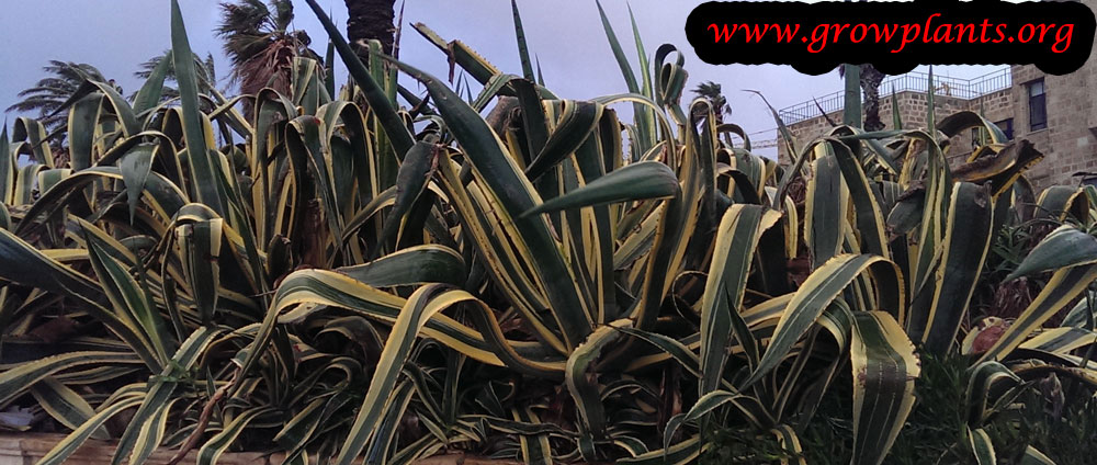Agave americana variegate