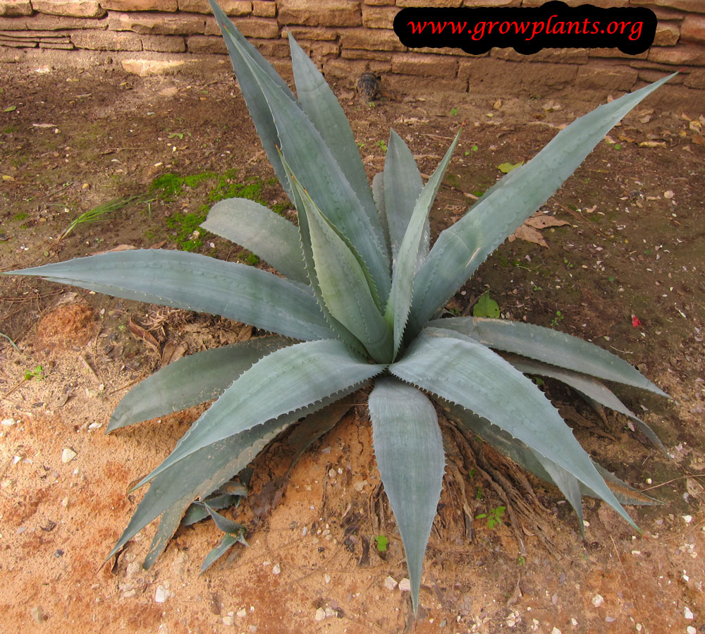 Agave americana plant