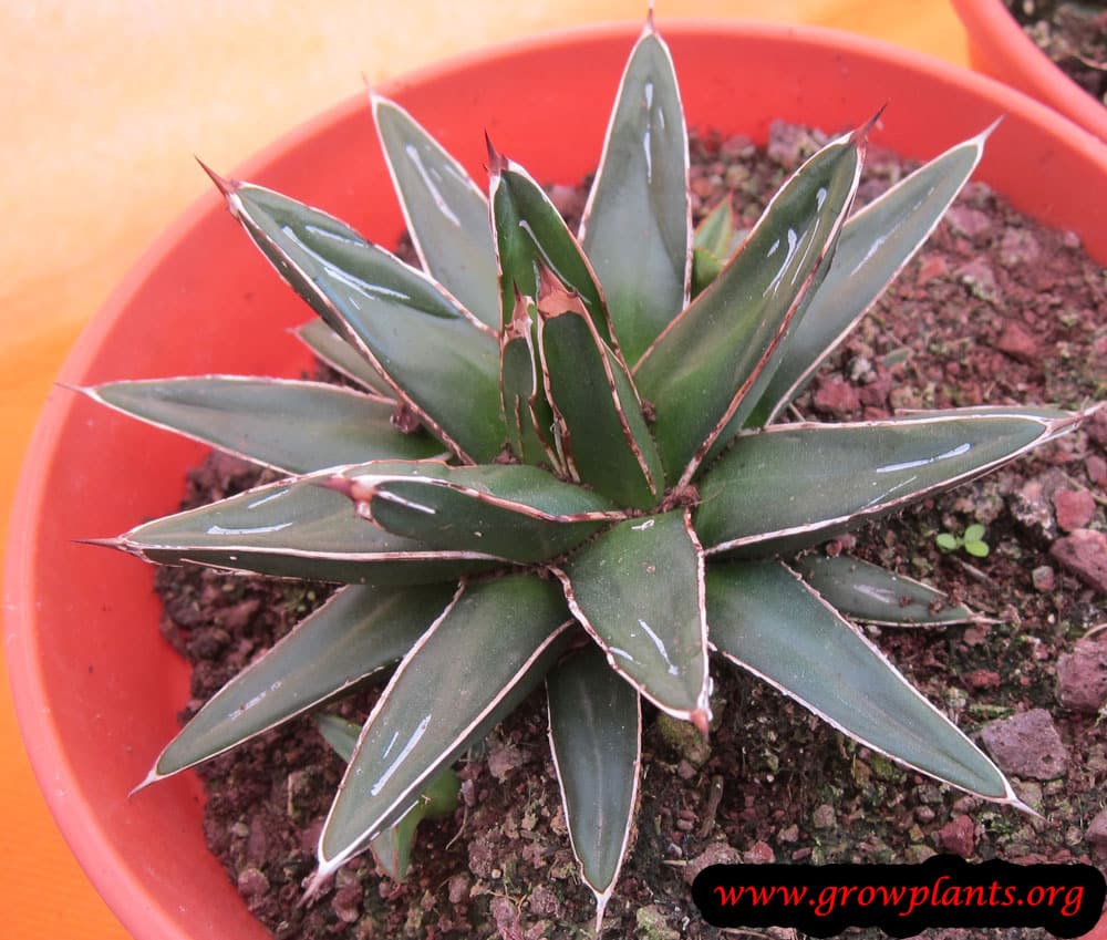 Agave victoriae reginae