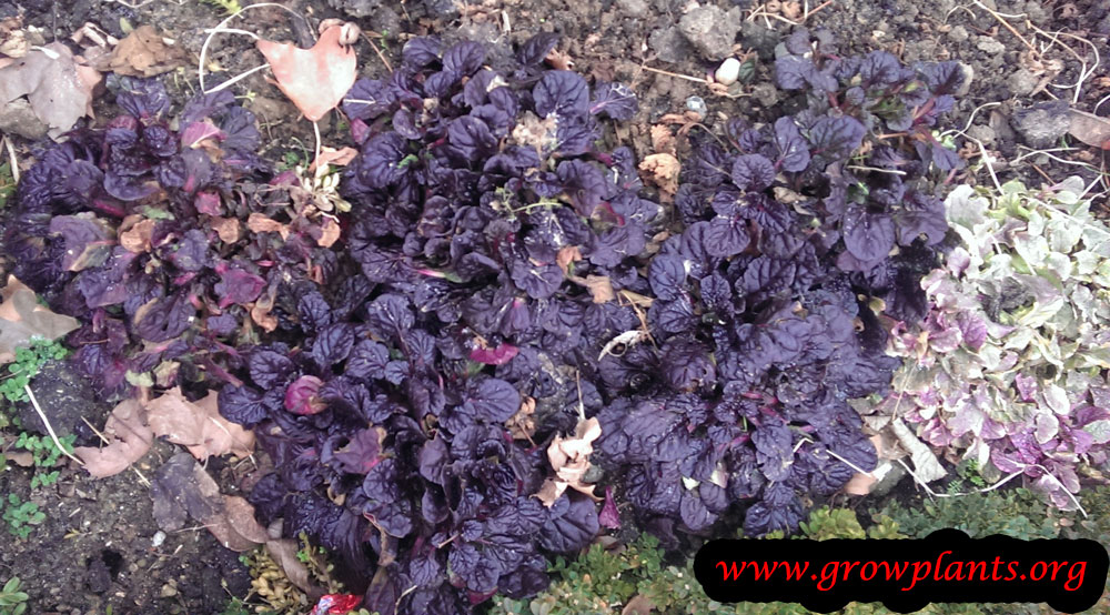 Ajuga reptans