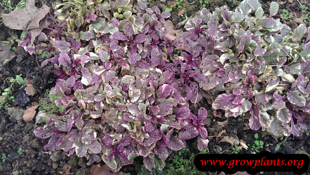 Ajuga reptans plant