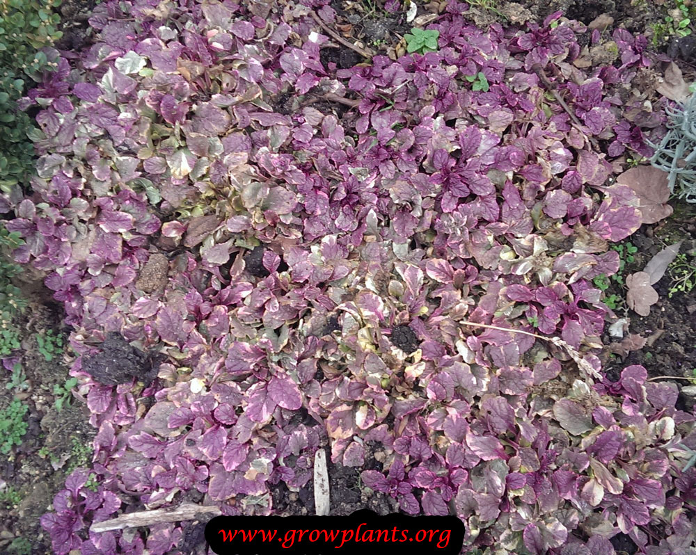 Ajuga reptans care