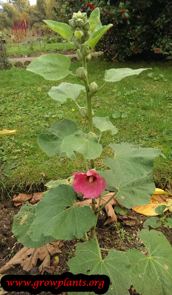 Alcea rosea care
