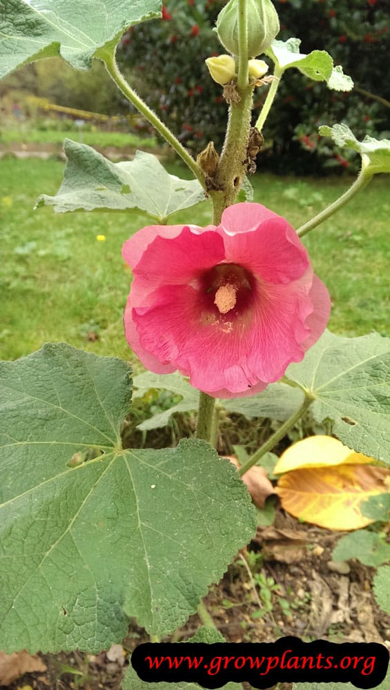 Alcea rosea pink flower
