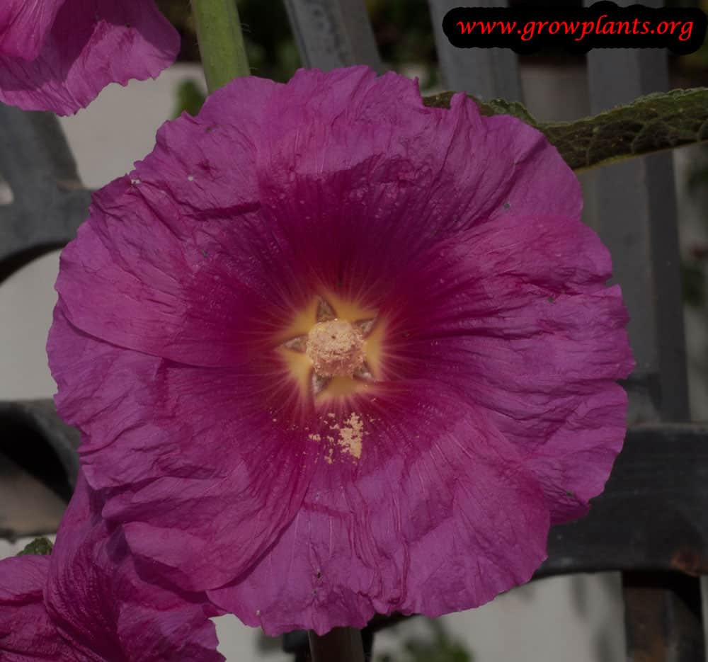 Alcea rosea