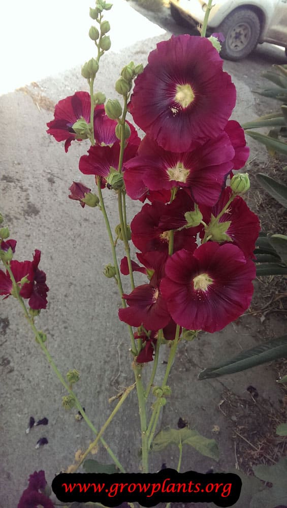 Alcea rosea plant