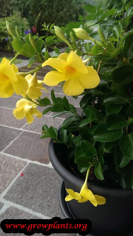 Allamanda How to grow &amp; care