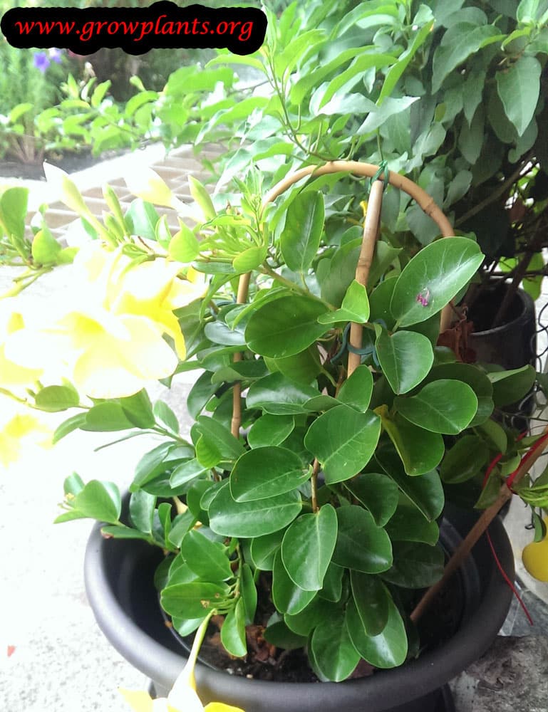Allamanda