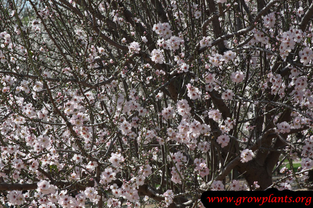 Almond tree