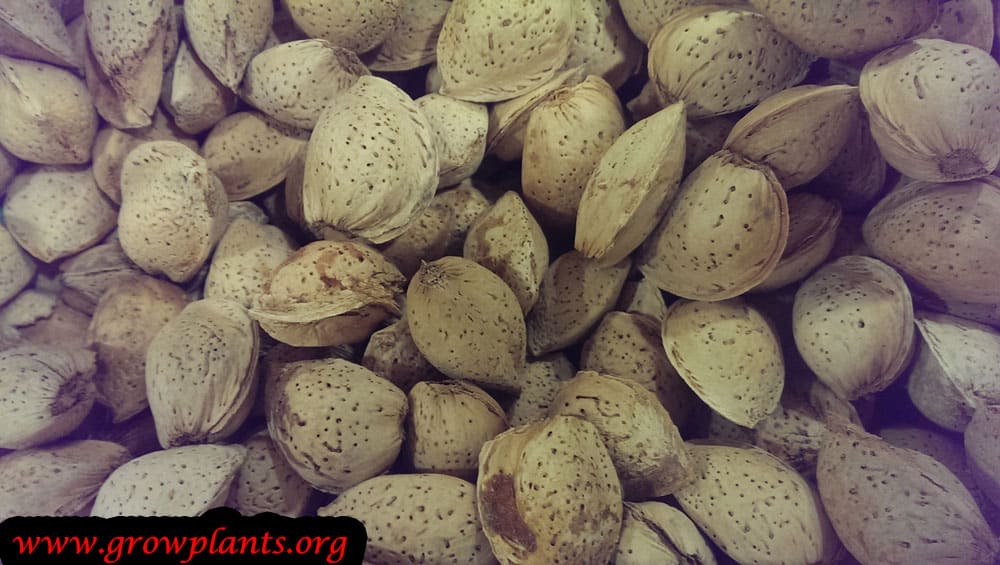 Almonds care