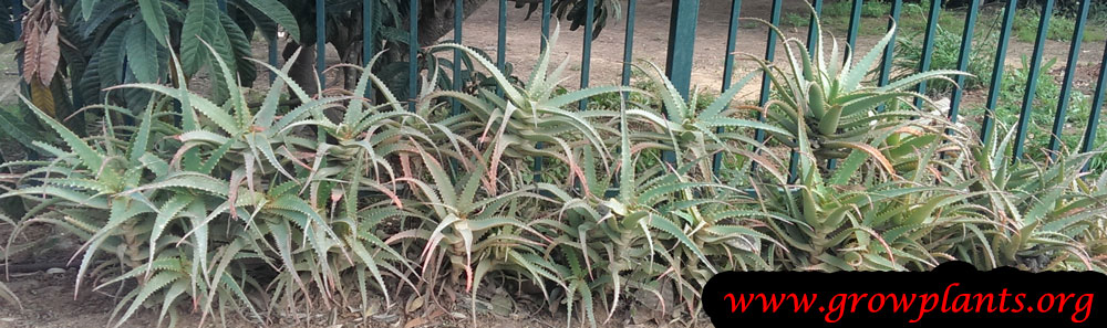 Aloe arborescens plant