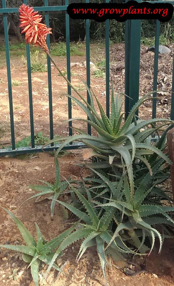 Aloe arborescens