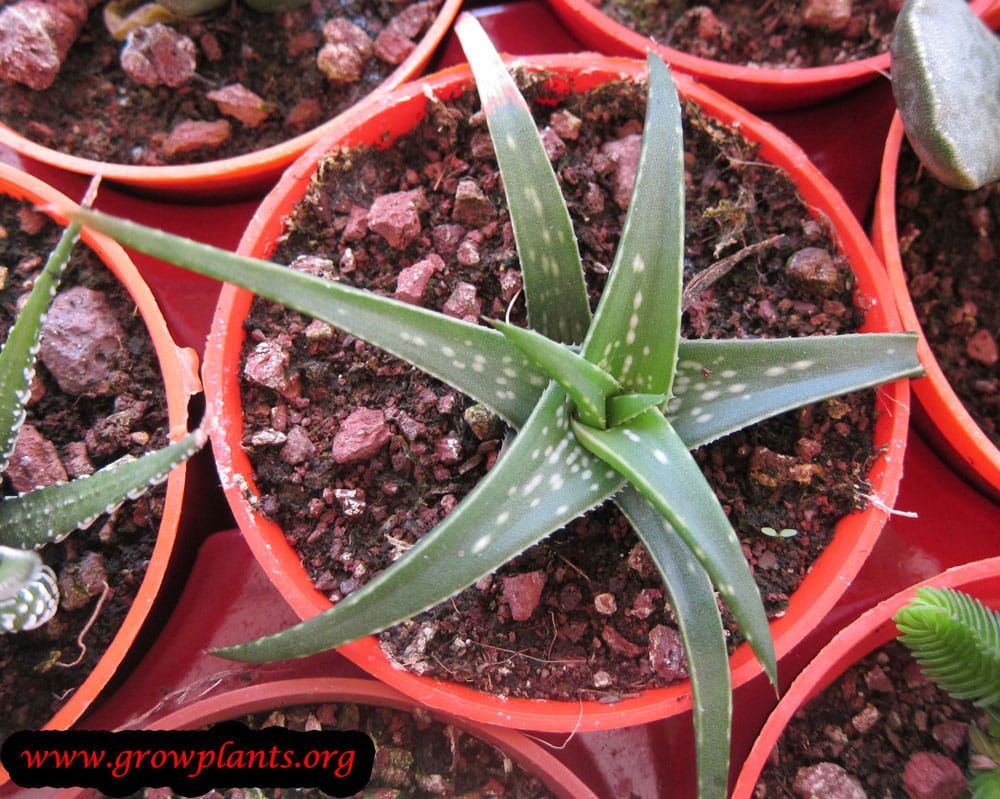 Aloe firebird plant