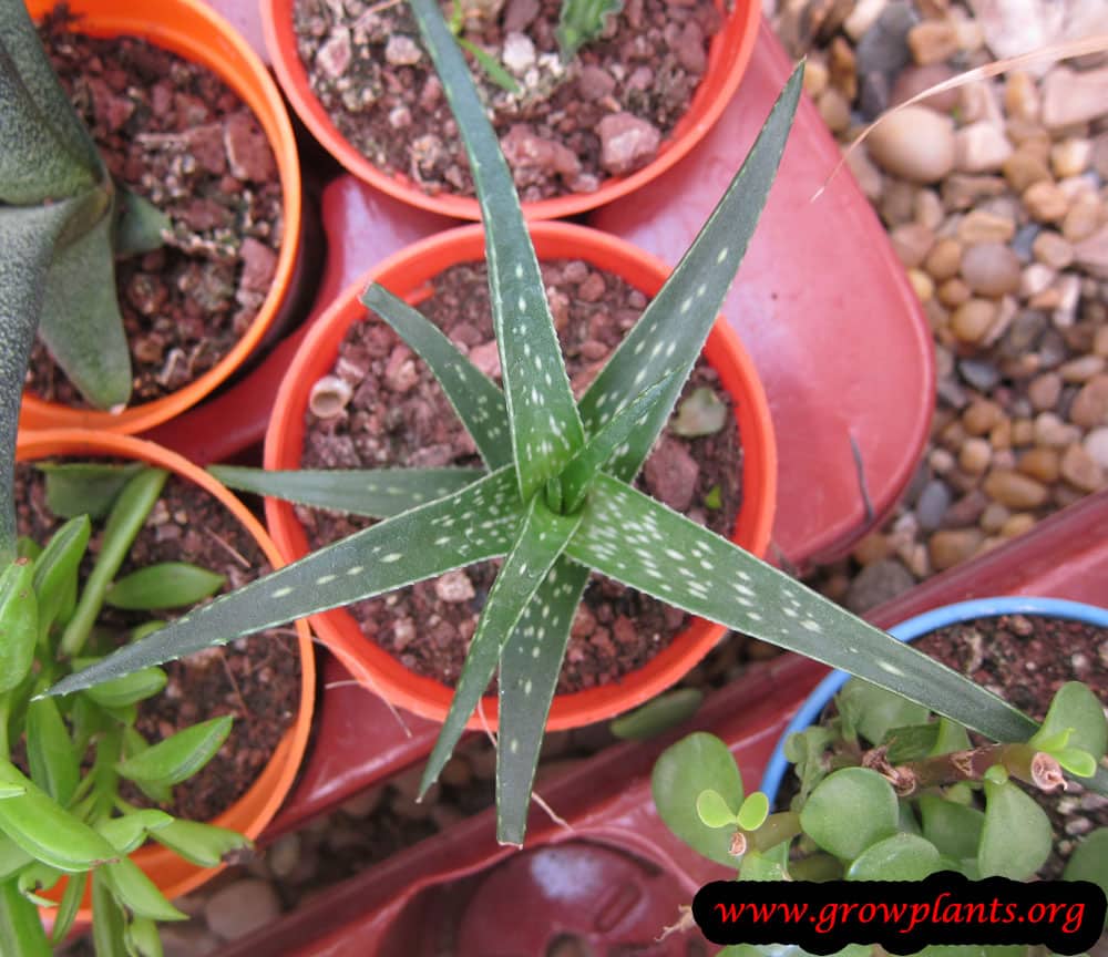 Aloe firebird