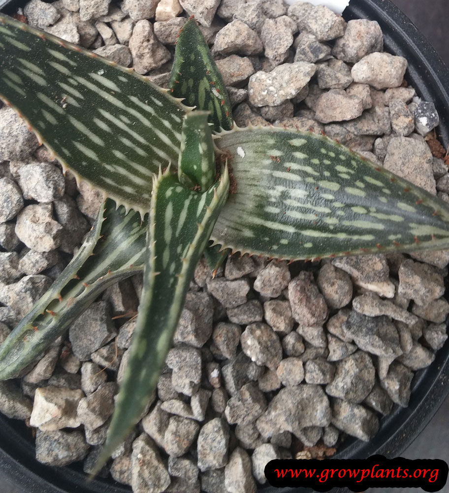 Aloe harlana