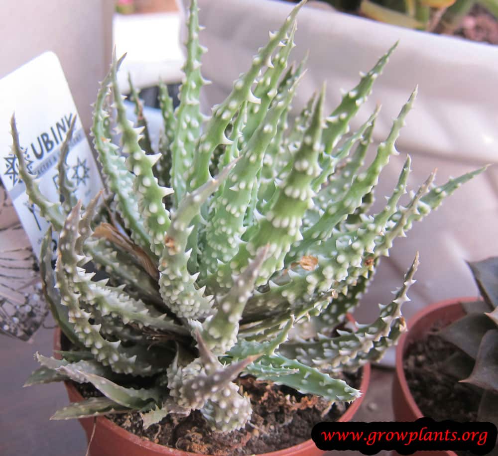 Aloe humilis plant
