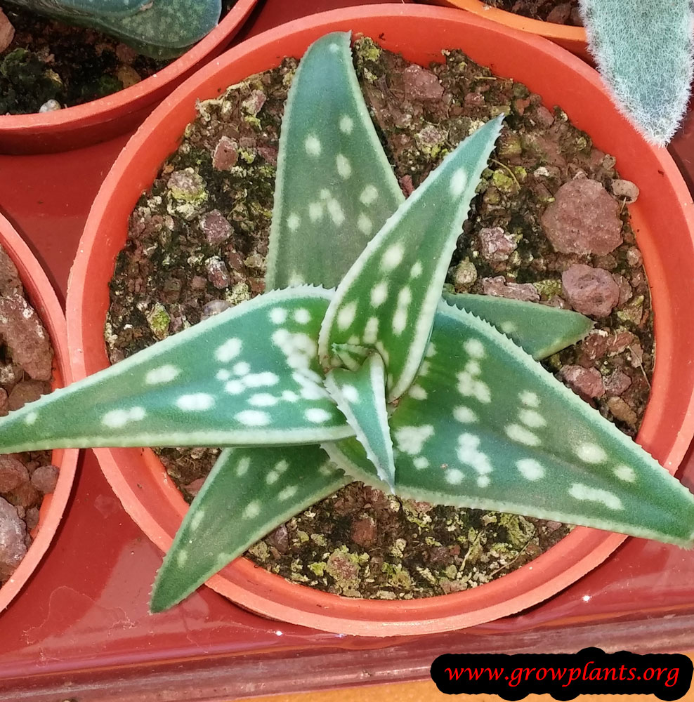 Aloe jucunda
