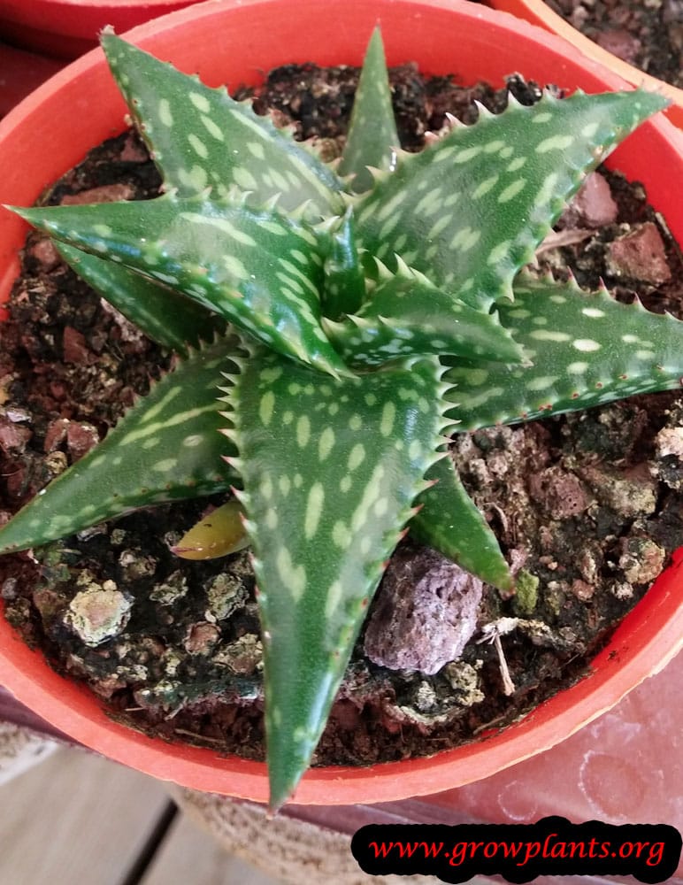 Aloe jucunda plant