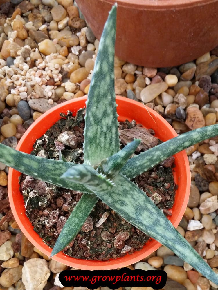 Aloe rauhii