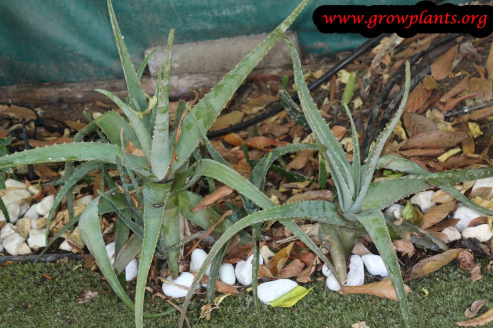 Aloe vera growing
