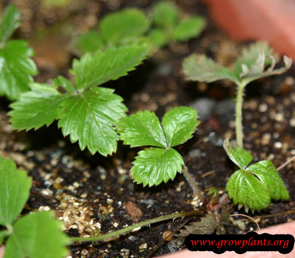 Alpine strawberry care