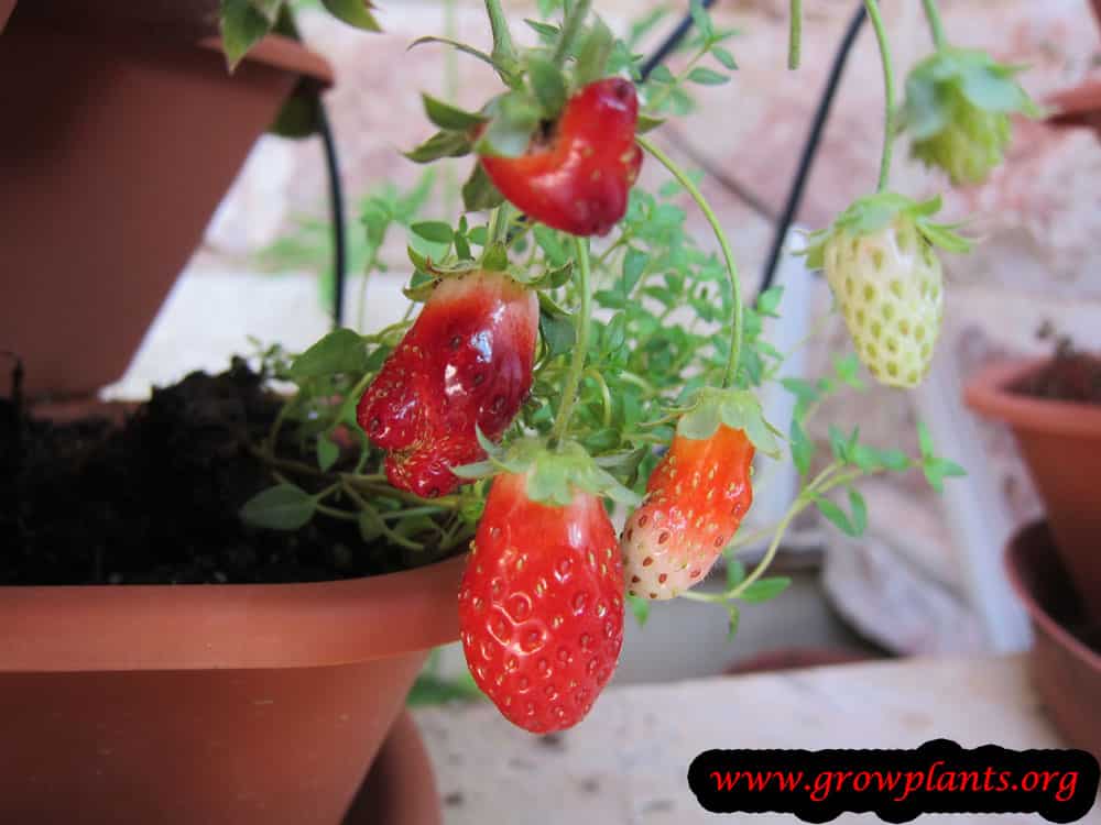 Alpine strawberry fruit