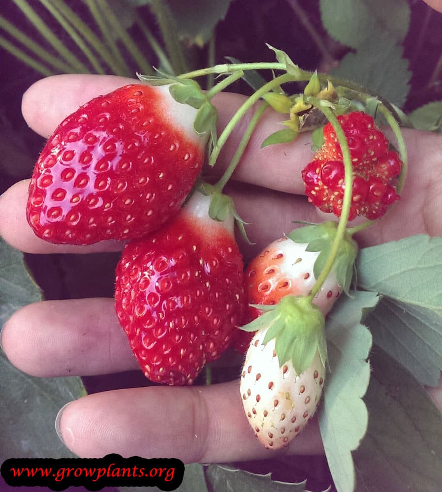 Alpine strawberry growing