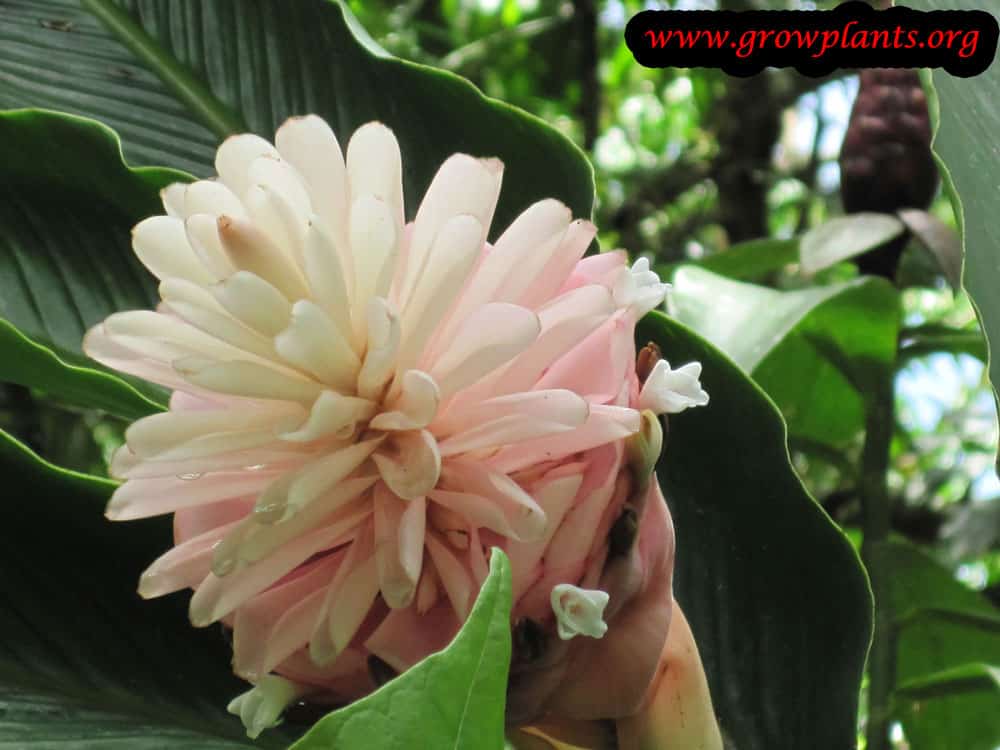 Alpinia purpurata flower