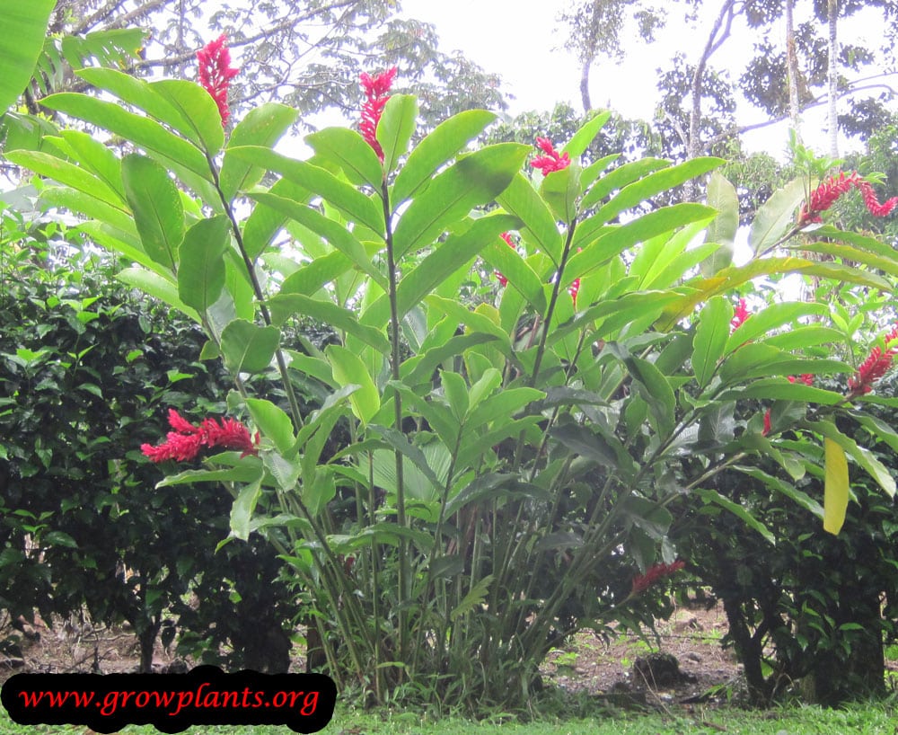 Alpinia purpurata How to grow plants
